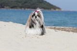 SHIH TZU 081